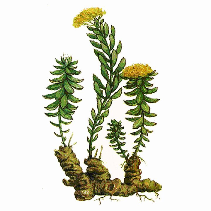 Екстракт от Rosela Rhodiola като част от Gigant Gel
